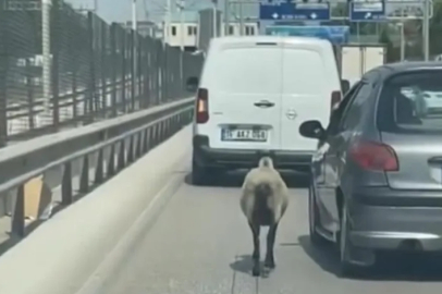 Bursa'da firar eden koyun, trafiği alt üst etti