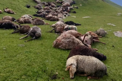 Kırgızistan’da yıldırım düştü: 250 koyun telef oldu