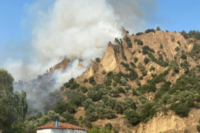 Nazilli'de zeytinlik alan yangını