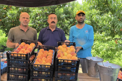 Tescilli Bursa şeftalisi hasadı başladı