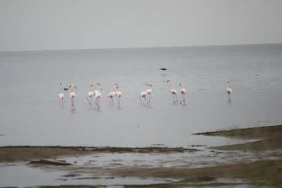 Flamingolardan İznik Gölü'nde görsel şölen