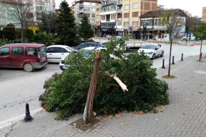 Şiddetli lodos, Bursa'da bir ağacı yerle bir etti