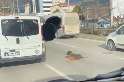 Bursa'da köpeğin keyfi trafiği kilitledi